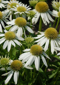 Echinacea 'Snow Cone'